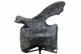 Sauropod Dinosaur (Camarasaurus) Caudal Vertebra - Colorado #222506-1